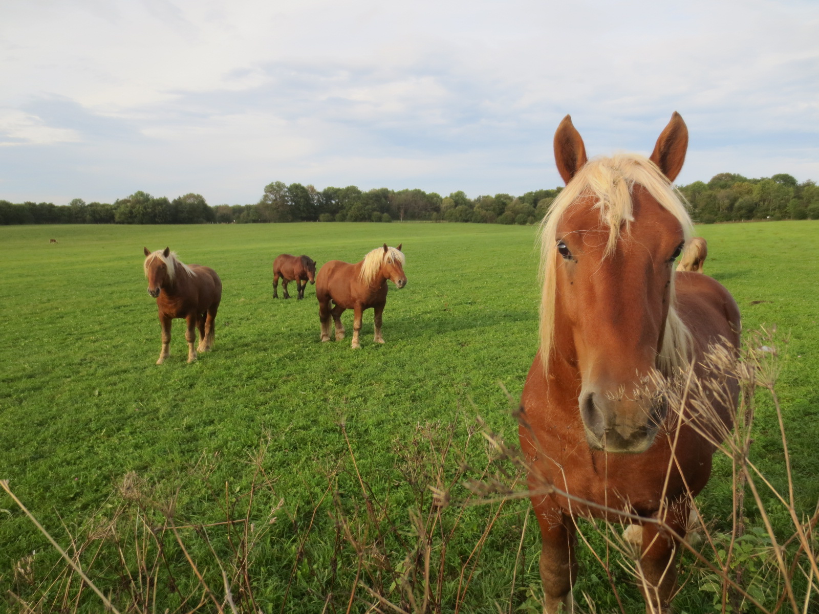 Cheval comtois FCE