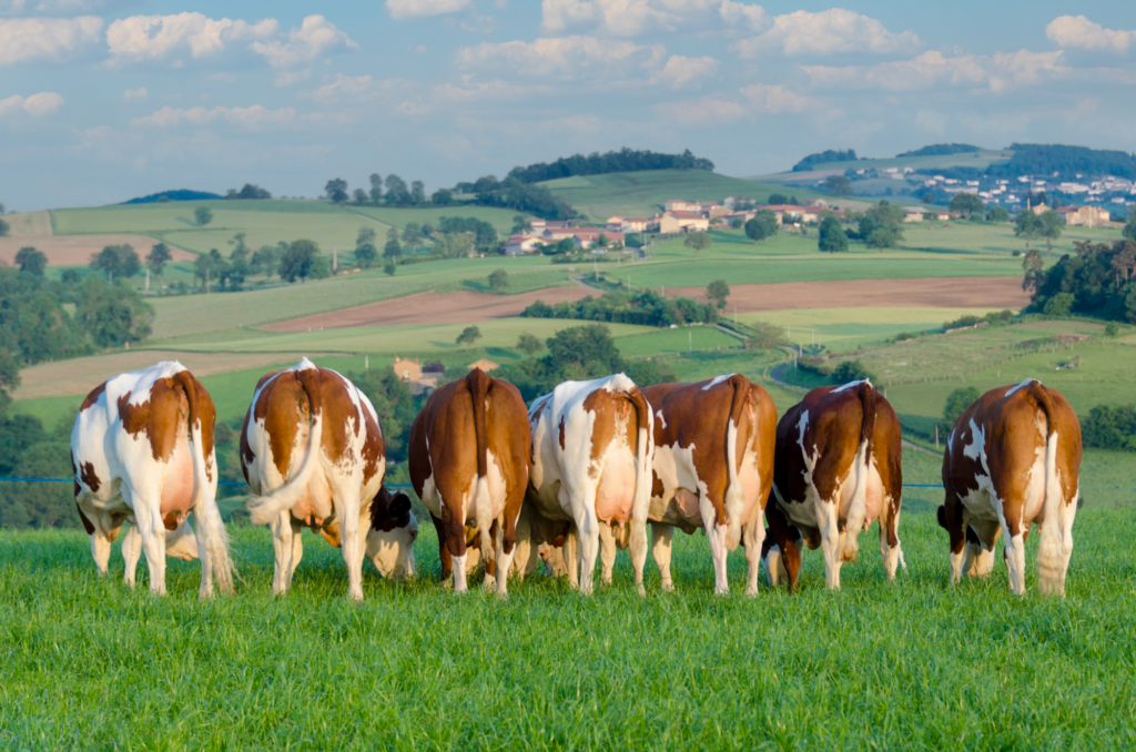 Photo de vaches qui broutent - fcelevage